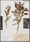 Foto von Salix triandra subsp. triandra L.